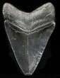Black, Serrated Megalodon Tooth #32830-2